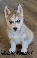 Ariah's Female 1 , a female Siberian Husky for sale in Prospect, OH – Photo 5 of 8