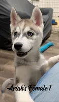Ariah's Female 1 , a female Siberian Husky for sale in Prospect, OH – Photo 3 of 8