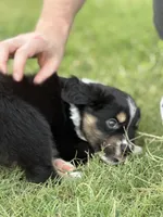 Benji, a male Miniature Australian Shepherd for sale in Azle, TX – 6 of 10