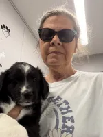 Louis, a male Miniature Australian Shepherd for sale in Azle, TX – 4 of 9