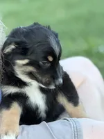 Bev, a female Miniature Australian Shepherd for sale in Azle, TX – 8 of 9