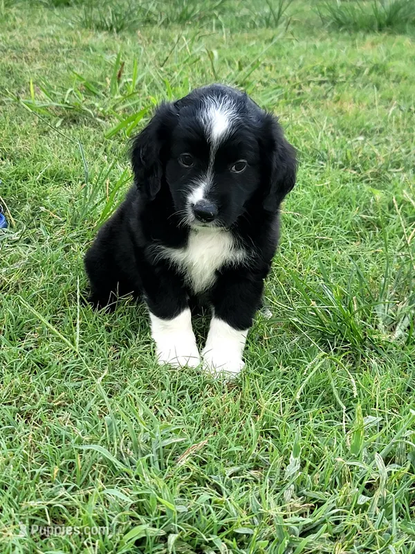 Louis – Miniature Australian Shepherd puppy for sale in Azle, TX