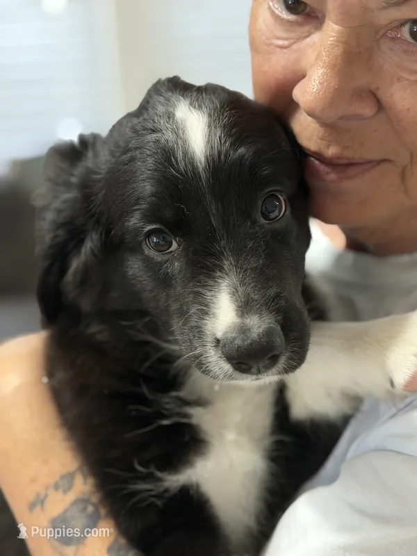 Louis – Miniature Australian Shepherd puppy for sale in Azle, TX