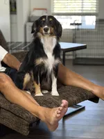 Bev, a female Miniature Australian Shepherd for sale in Azle, TX – 10 of 10