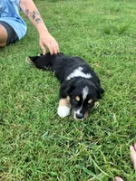 Benji, a male Miniature Australian Shepherd for sale in Azle, TX – 7 of 10