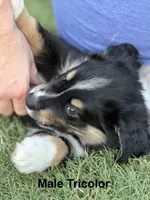 Benji, a male Miniature Australian Shepherd for sale in Azle, TX – 3 of 10