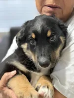 Bev, a female Miniature Australian Shepherd for sale in Azle, TX – 7 of 10