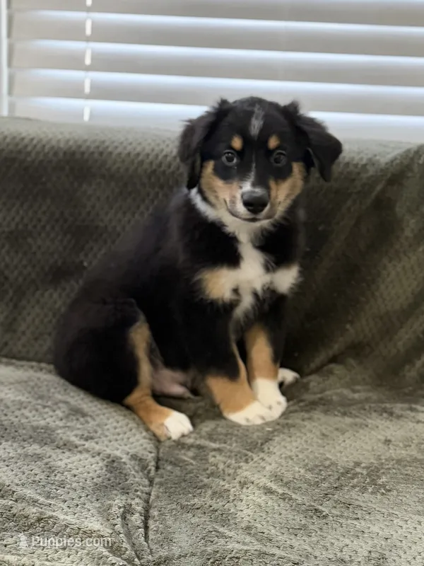Benji – Miniature Australian Shepherd puppy for sale in Azle, TX