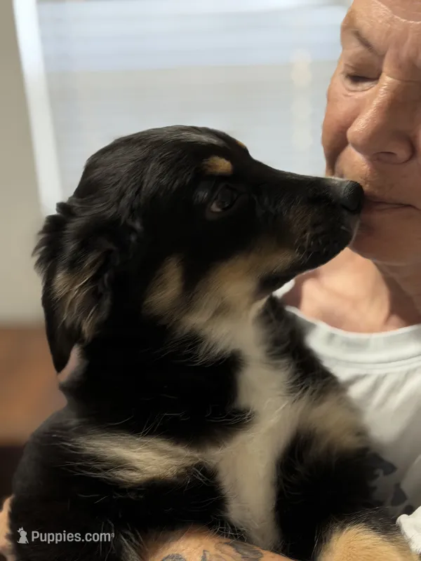 Bev – Miniature Australian Shepherd puppy for sale in Azle, TX