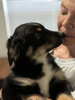 Bev, a female Miniature Australian Shepherd for sale in Azle, TX – 8 of 10