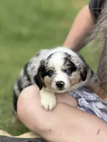 Frank, a male Miniature Australian Shepherd for sale in Azle, TX – 5 of 9