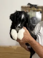 Louis, a male Miniature Australian Shepherd for sale in Azle, TX – 3 of 9