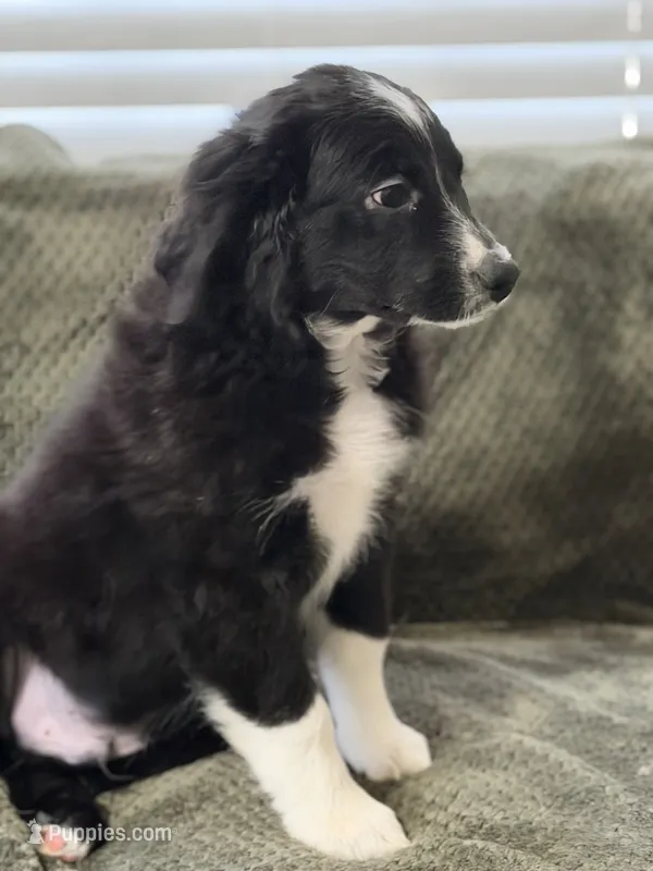 Louis – Miniature Australian Shepherd puppy for sale in Azle, TX