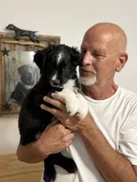 Louis, a male Miniature Australian Shepherd for sale in Azle, TX – 7 of 9
