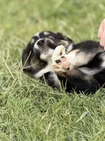 Benji, a male Miniature Australian Shepherd for sale in Azle, TX – 8 of 10