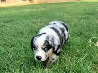 Frank, a male Miniature Australian Shepherd for sale in Azle, TX – 8 of 9
