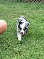 Frank, a male Miniature Australian Shepherd for sale in Azle, TX – 2 of 9