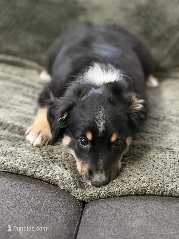 Bev – Miniature Australian Shepherd puppy for sale in Azle, TX