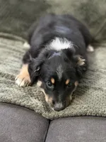 Bev, a female Miniature Australian Shepherd for sale in Azle, TX – 6 of 10