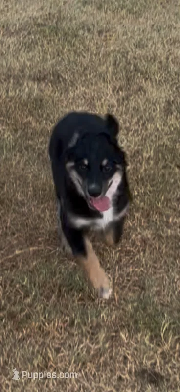 Bev – Miniature Australian Shepherd puppy for sale in Azle, TX