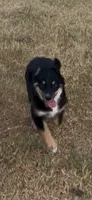 Bev, a female Miniature Australian Shepherd for sale in Azle, TX – 2 of 10