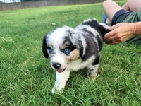 Frank, a male Miniature Australian Shepherd for sale in Azle, TX – 4 of 9