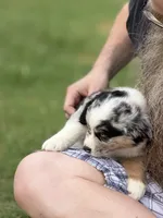 Frank, a male Miniature Australian Shepherd for sale in Azle, TX – 6 of 9