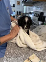 Louis, a male Miniature Australian Shepherd for sale in Azle, TX – 9 of 9