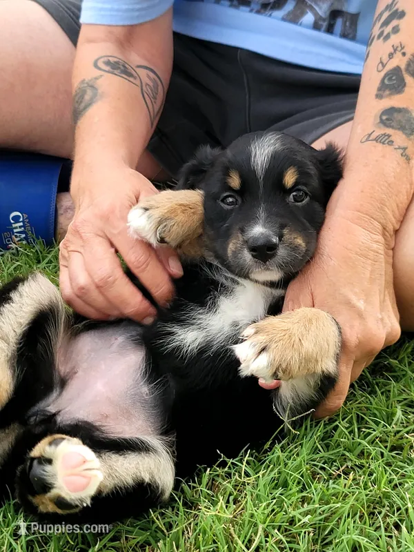 Bev – Miniature Australian Shepherd puppy for sale in Azle, TX