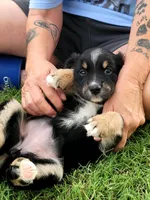 Bev, a female Miniature Australian Shepherd for sale in Azle, TX – 1 of 9