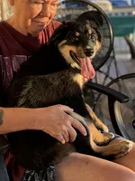 Bev, a female Miniature Australian Shepherd for sale in Azle, TX – 5 of 10