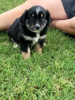 Bev, a female Miniature Australian Shepherd for sale in Azle, TX – 6 of 9