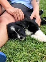 Louis, a male Miniature Australian Shepherd for sale in Azle, TX – 2 of 9