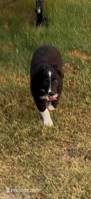 Louis – Miniature Australian Shepherd puppy for sale in Azle, TX