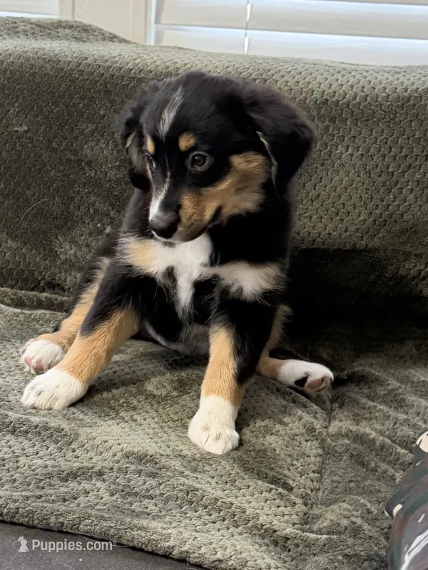 Benji – Miniature Australian Shepherd puppy for sale in Azle, TX