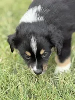 Benji, a male Miniature Australian Shepherd for sale in Azle, TX – 4 of 10