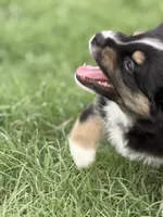 Benji, a male Miniature Australian Shepherd for sale in Azle, TX – 2 of 10