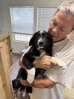 Louis, a male Miniature Australian Shepherd for sale in Azle, TX – 6 of 9