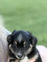 Bev, a female Miniature Australian Shepherd for sale in Azle, TX – 5 of 9