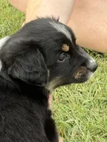 Bev, a female Miniature Australian Shepherd for sale in Azle, TX – 9 of 9