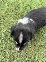 Benji, a male Miniature Australian Shepherd for sale in Azle, TX – 10 of 10