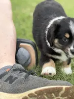 Benji, a male Miniature Australian Shepherd for sale in Azle, TX – 5 of 10