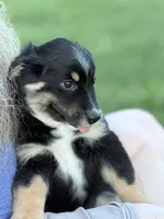 Bev, a female Miniature Australian Shepherd for sale in Azle, TX – 2 of 9
