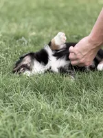 Benji, a male Miniature Australian Shepherd for sale in Azle, TX – 9 of 10