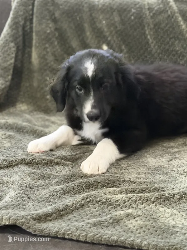 Louis – Miniature Australian Shepherd puppy for sale in Azle, TX