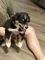 Benji, a male Miniature Australian Shepherd for sale in Azle, TX – 1 of 10