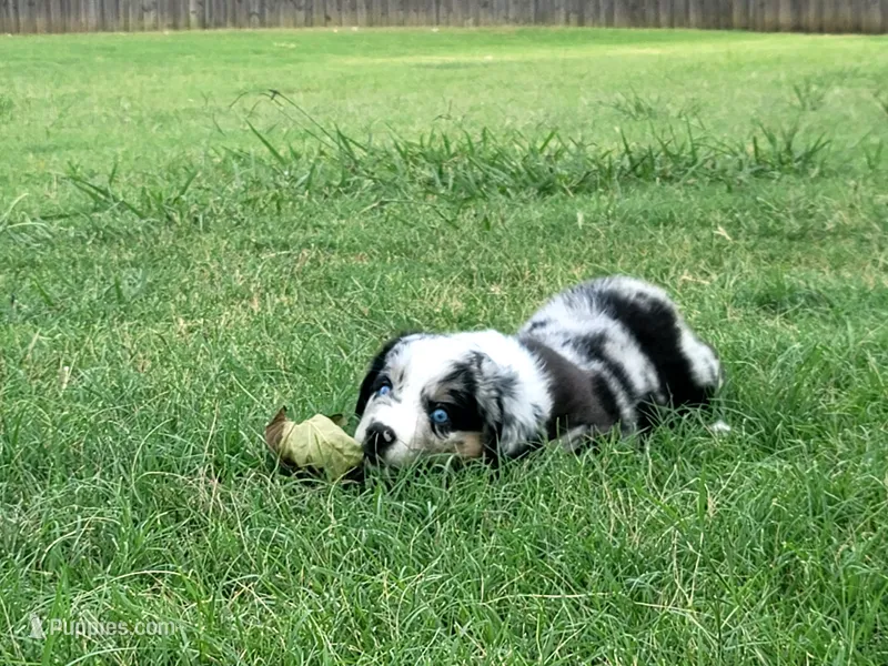 Frank – Miniature Australian Shepherd puppy for sale in Azle, TX