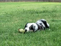 Frank, a male Miniature Australian Shepherd for sale in Azle, TX – 1 of 9