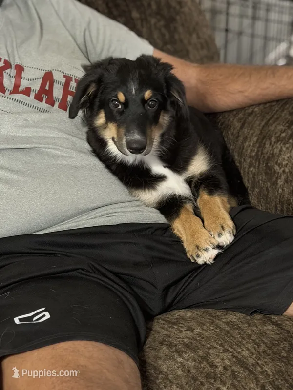 Bev – Miniature Australian Shepherd puppy for sale in Azle, TX