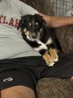 Bev, a female Miniature Australian Shepherd for sale in Azle, TX – 1 of 10